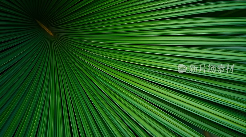 翠绿叶片扇形排列