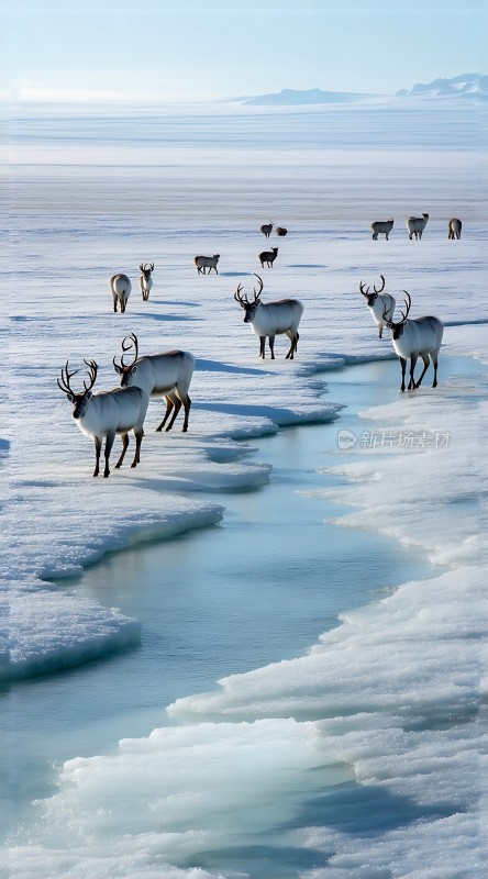 雪原上的麋鹿群