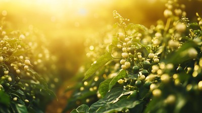 雨露藤椒