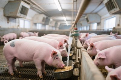 养猪场内家猪养殖