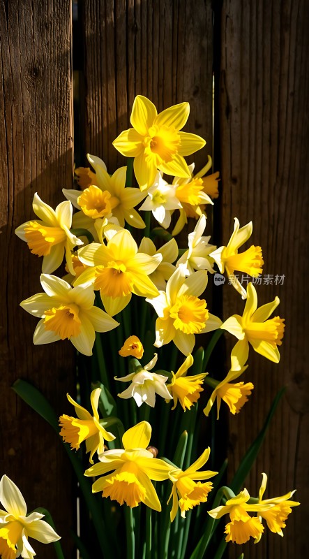 阳光下的黄色水仙花