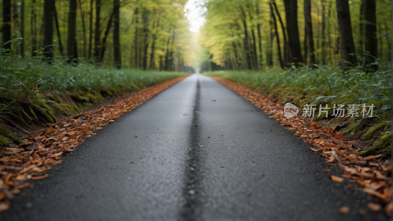 一条长长的路林木树叶林立风景图片