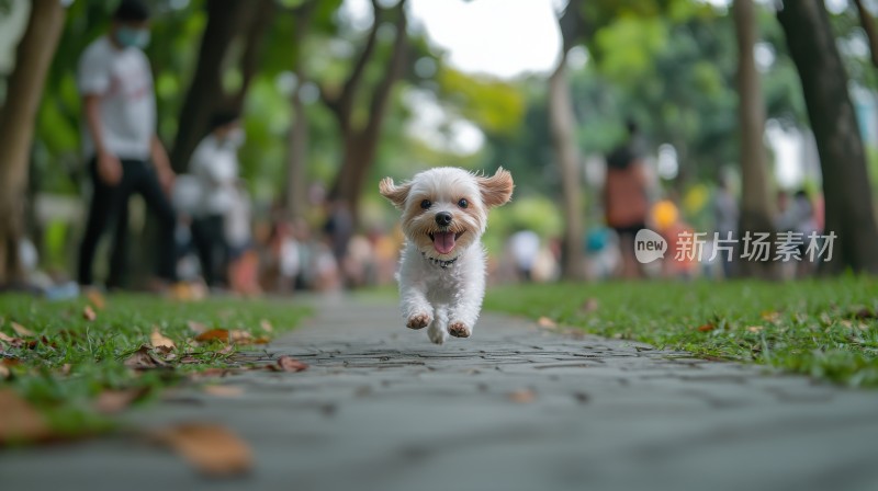 奔跑跳跃飞跃的可爱小狗