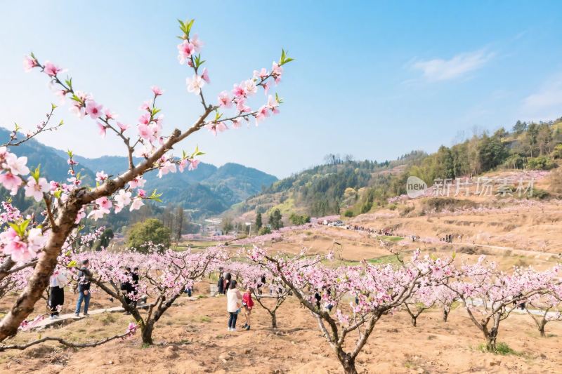 田园桃花风光图