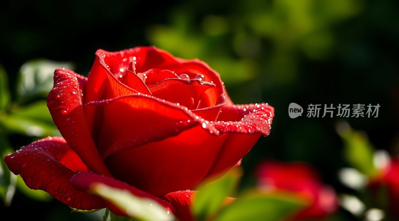 晨露红玫瑰