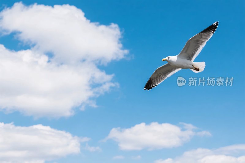 飞翔的海鸥与蓝天白云