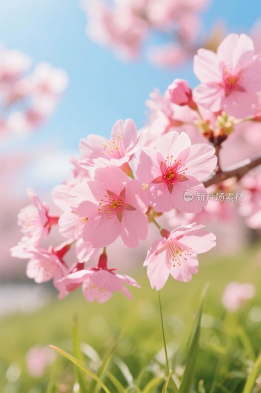 春日樱花绽放图