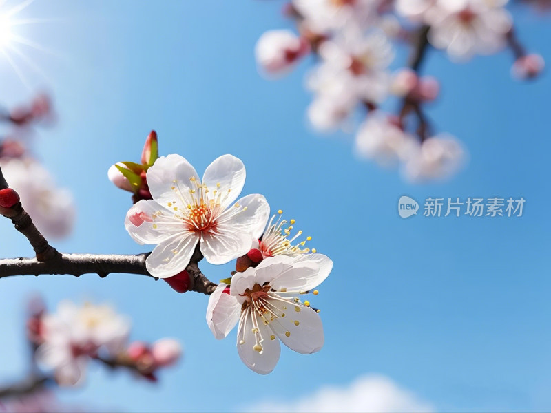 花朵天空温馨粉色