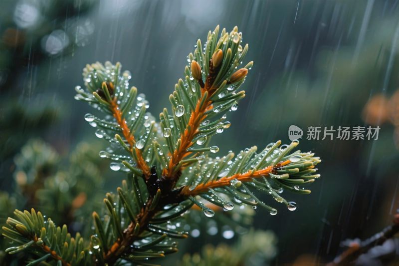 雨中松枝自然景象