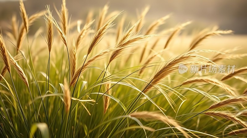 金色麦浪阳光下的丰收景象