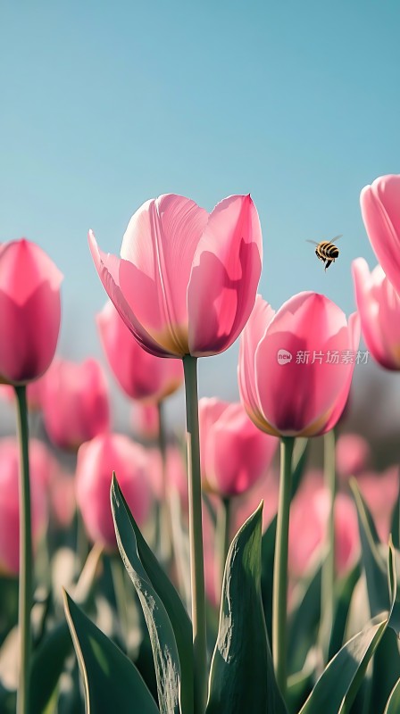 阳光下的粉色郁金香与蜜蜂