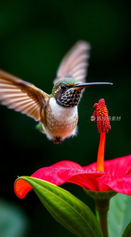 蜂鸟与红花的美丽瞬间