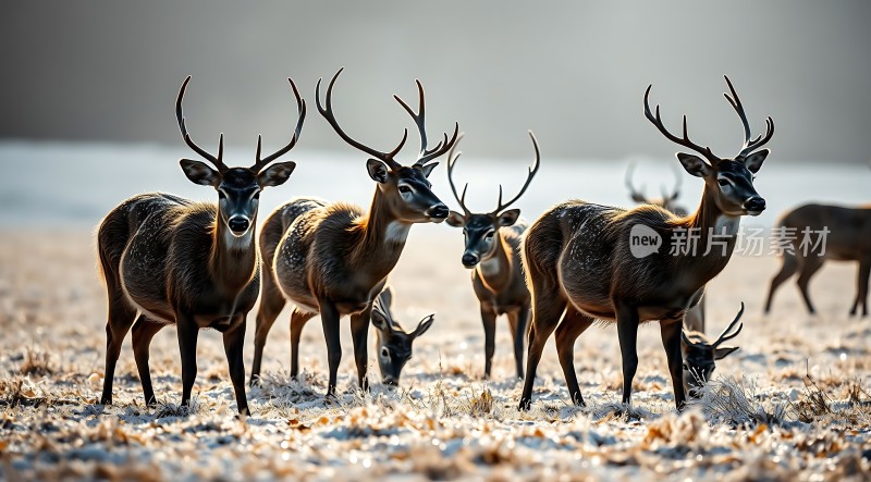 冬日鹿群觅食图