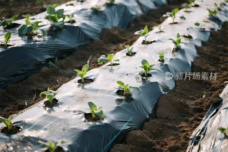 农田种植覆盖膜幼苗