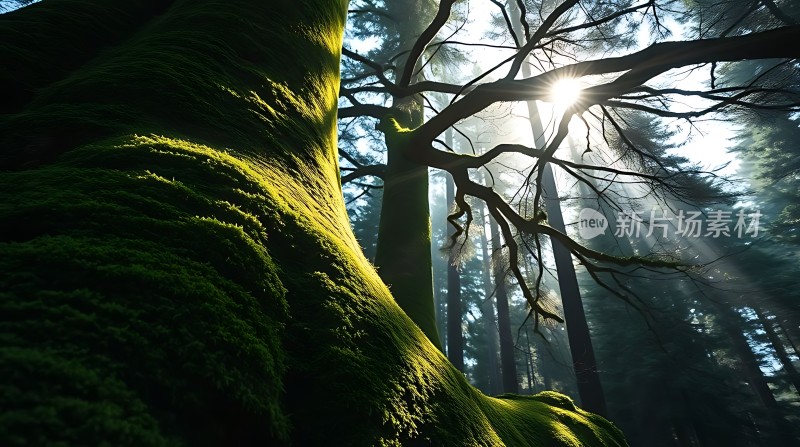 阳光下的森林秘境