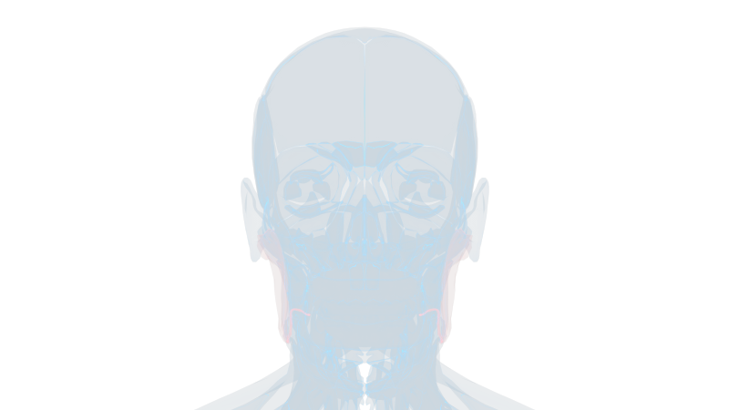 腮腺线体 腮腺炎发炎大脖子病头骨五官9