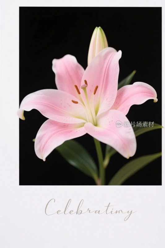 粉色百合花插画