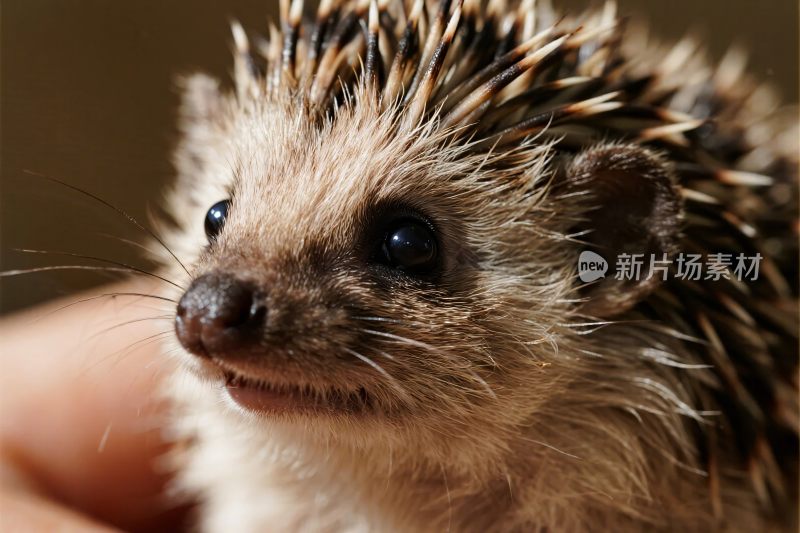 小刺猬特写画面