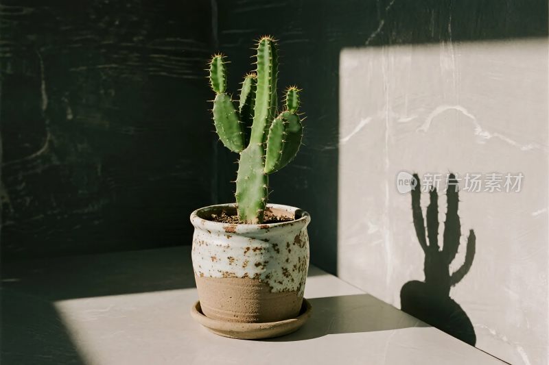 室内仙人掌装饰