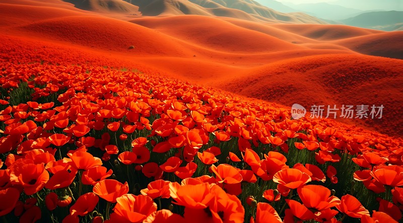 红色花海与沙丘