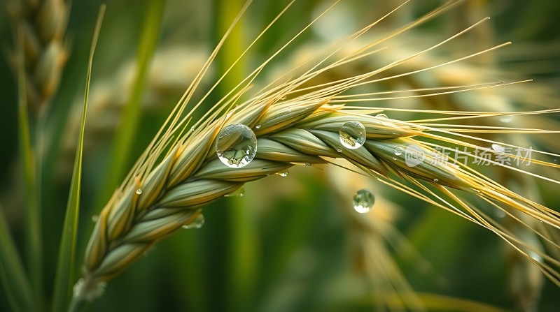雨后麦穗上的露珠