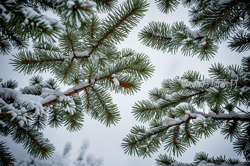 冬天风景白雪覆盖冷杉树枝俯视天空图片