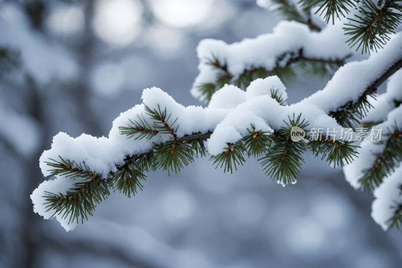 被雪覆盖的松树枝被砍伐风光风景图片