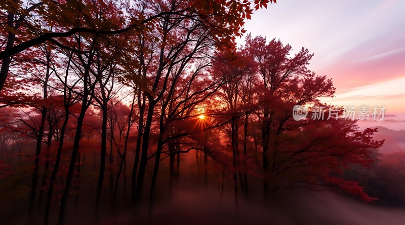 秋日晨曦映红叶