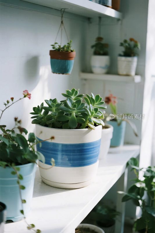 室内植物装饰场景