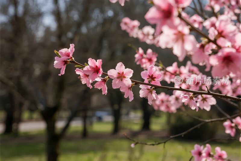 樱花枝头春景图