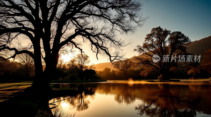 湖畔晨曦映照下的宁静大树