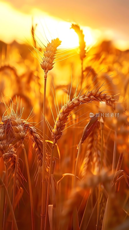 金色麦浪阳光下的丰收景象