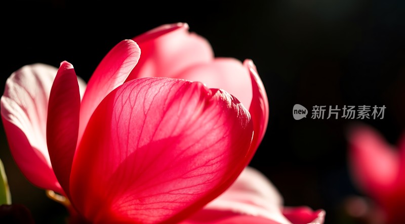 粉红花瓣绽放阳光下的美丽瞬间