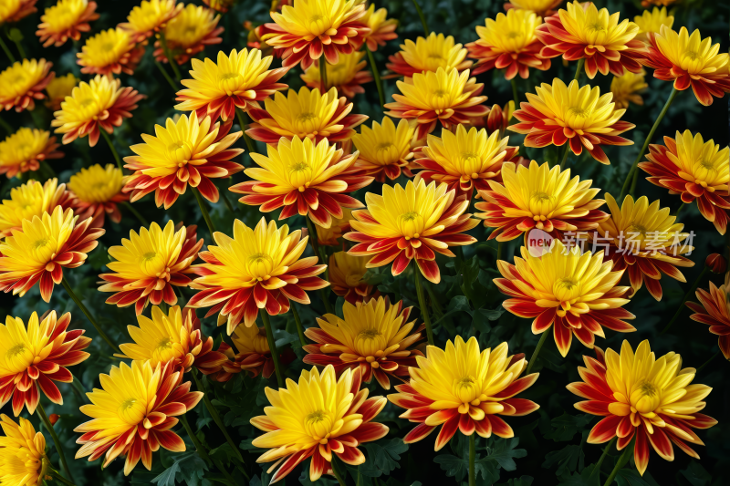 花园里开着黄色和红色的花朵高清背景图片