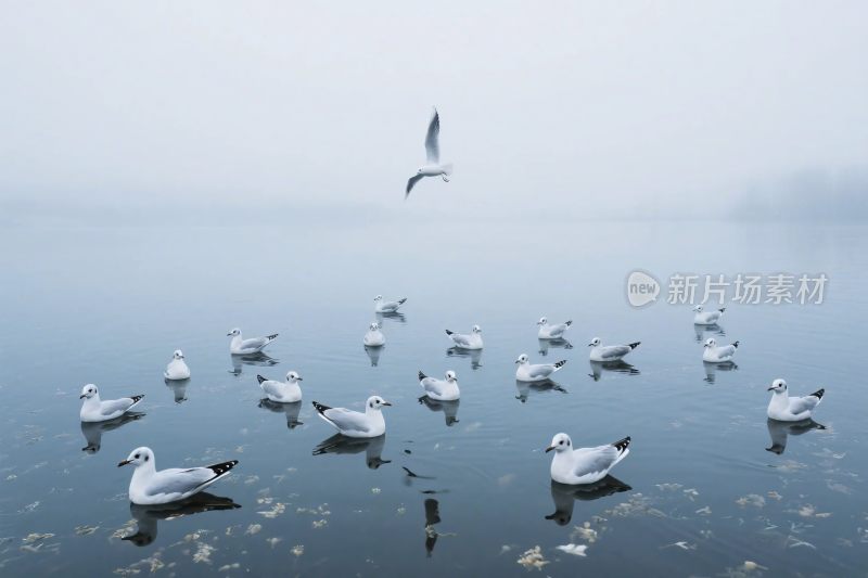 水面飞鸟群场景