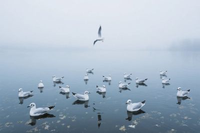 水面飞鸟群场景 水面飞鸟群场景