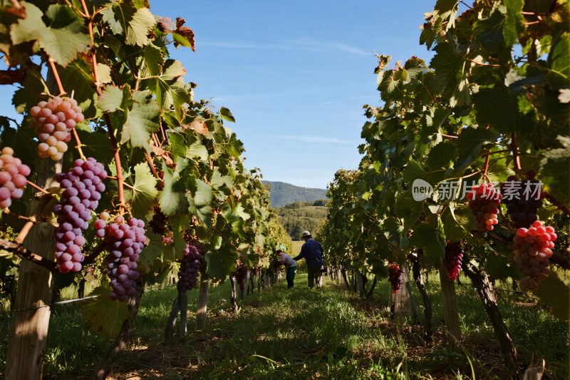 葡萄园劳作与葡萄景观