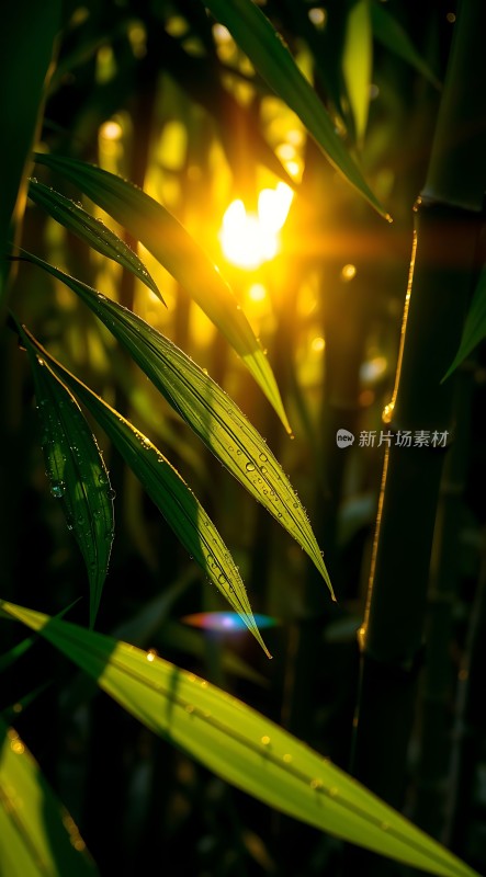 阳光下的竹叶上的露珠