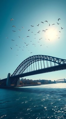 阳光下的海鸥与悉尼歌剧院 阳光下的海鸥与悉尼歌剧院