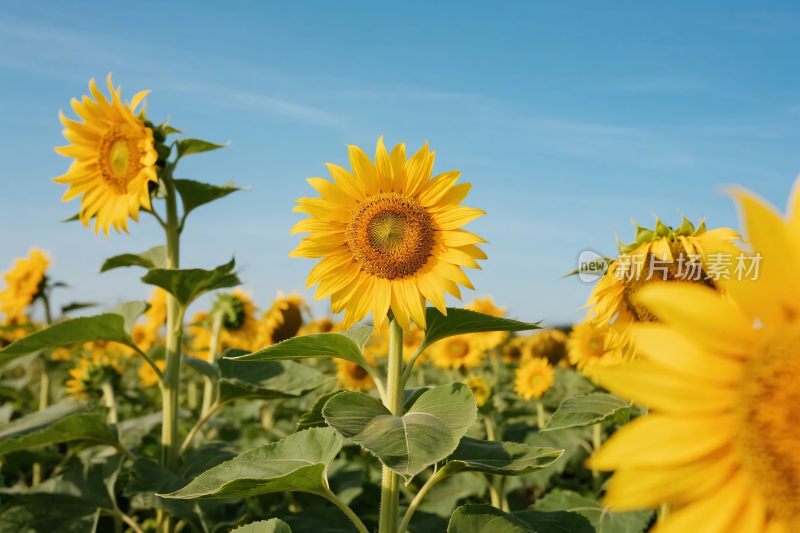 向日葵田园风景
