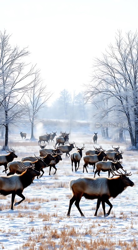 雪原上的麋鹿群
