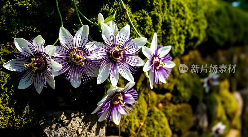 紫色花朵绽放于绿色苔藓之间