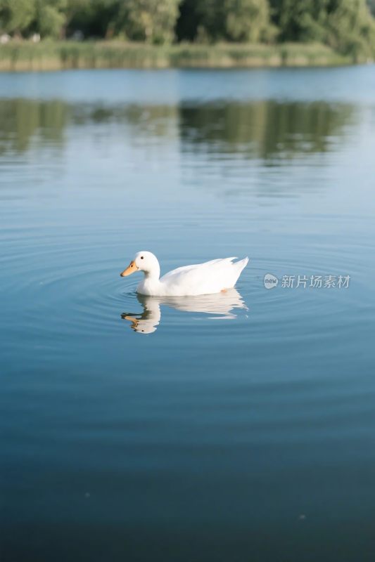 水面上的白鸭