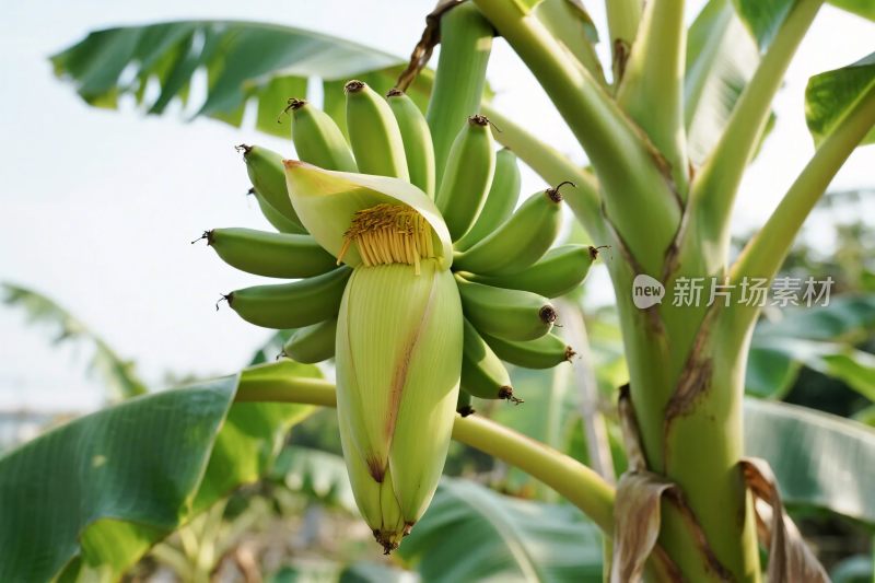 香蕉树花苞实拍