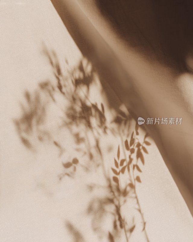 光影下的植物枝叶影子