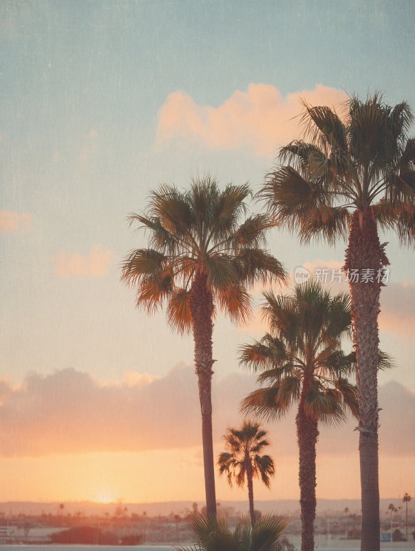 夕阳下的棕榈树美景