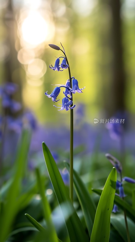 阳光下的蓝风铃