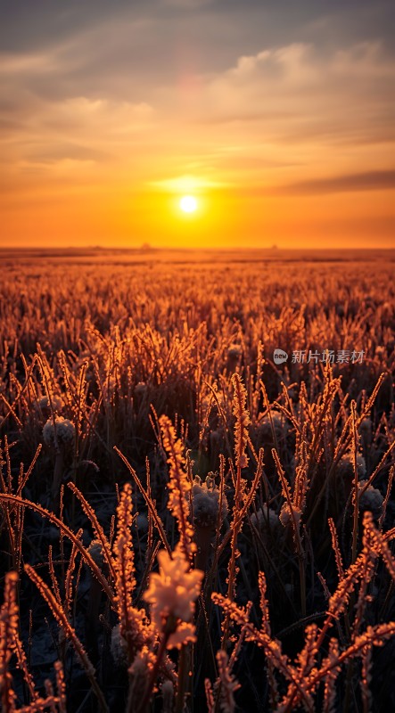 金色夕阳下的草地