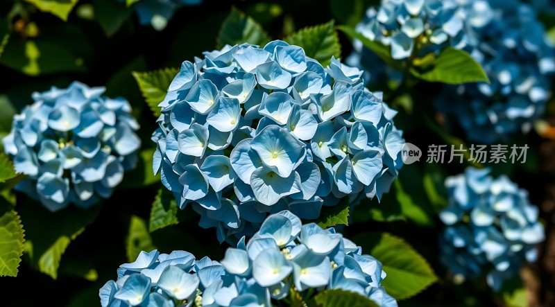 蓝绣球花簇拥绽放绿叶衬托更显清新自然