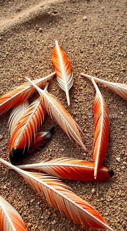 橙白相间羽毛点缀砂砾